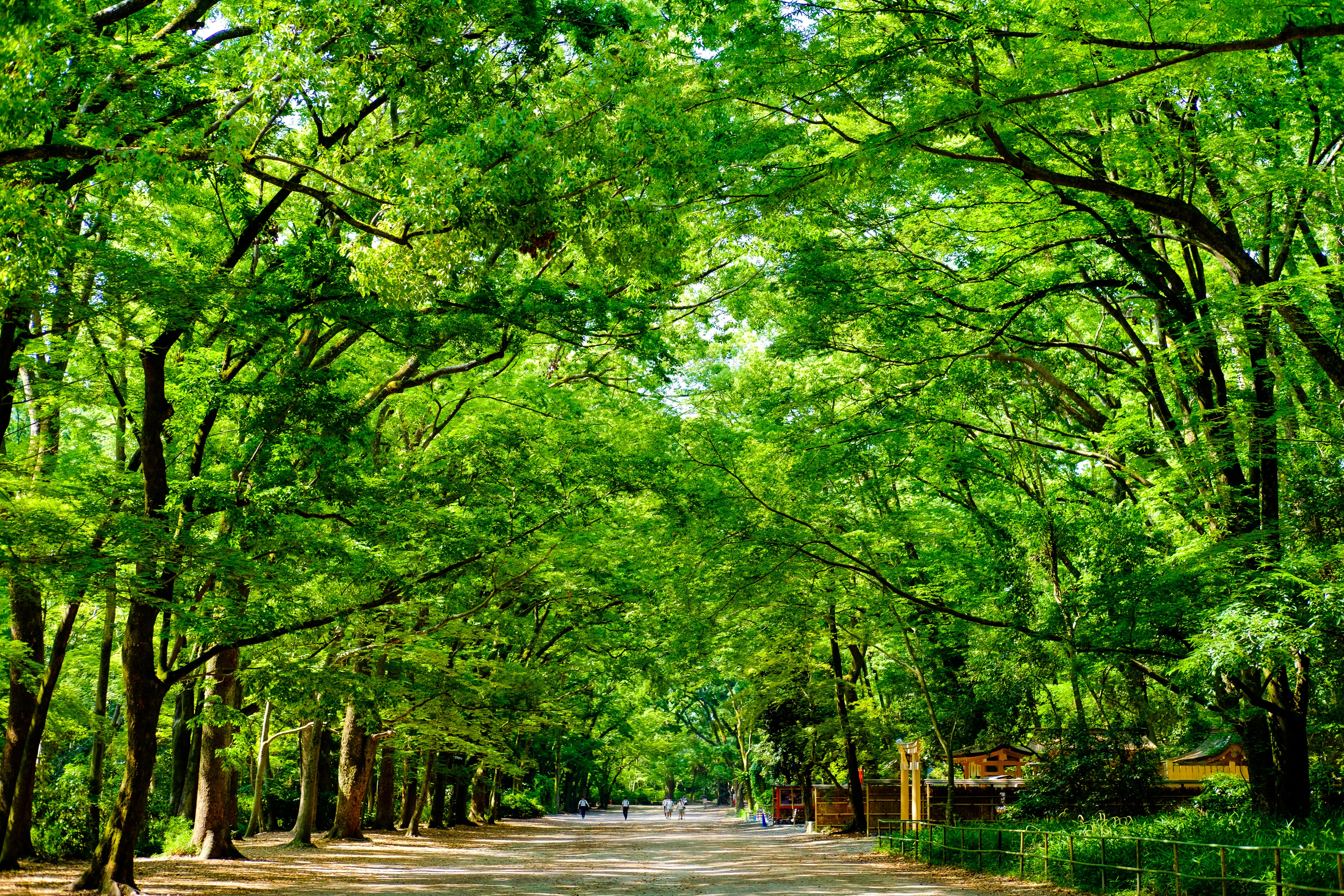kyoto 下鴨神社 糺の森